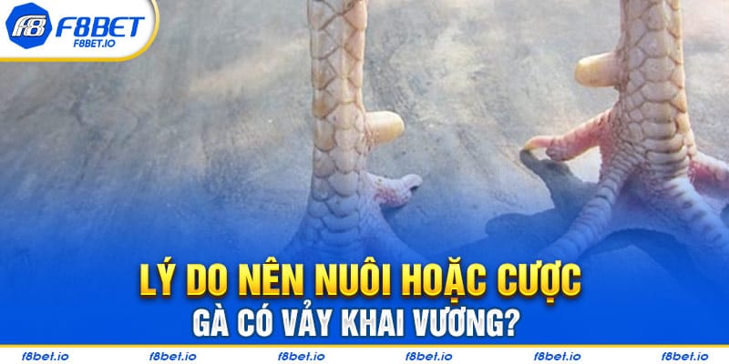 Lý do kê thủ nên nuôi hoặc cược gà có vảy khai vương?