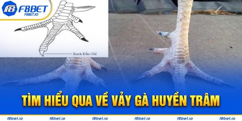 Tìm hiểu chi tiết về loại vảy gà huyền trâm