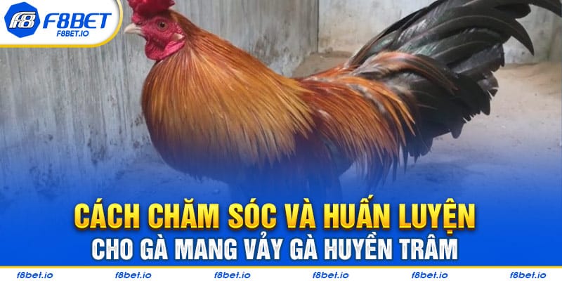 Những cách xem vảy gà huyền trâm dành cho người mới