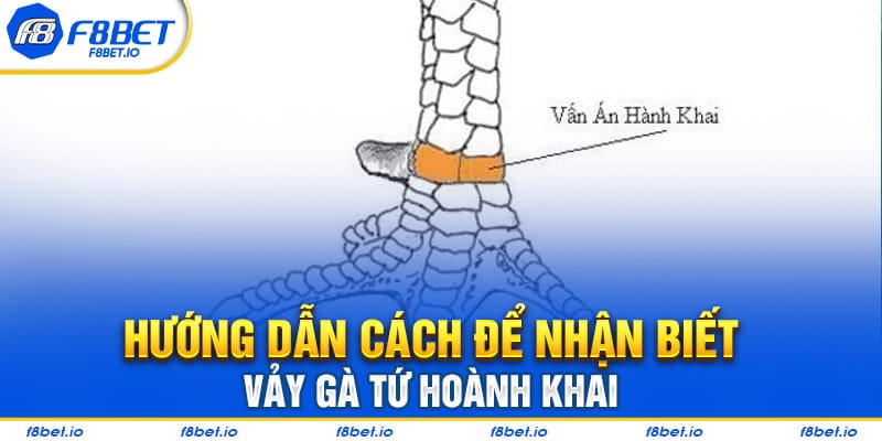 Cách để nhận biết vảy gà tứ hoành khai dễ dàng