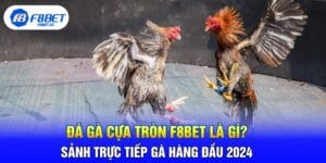 Đá Gà Cựa Tròn F8BET Là Gì? Sảnh Trực Tiếp Gà Hàng Đầu 2024